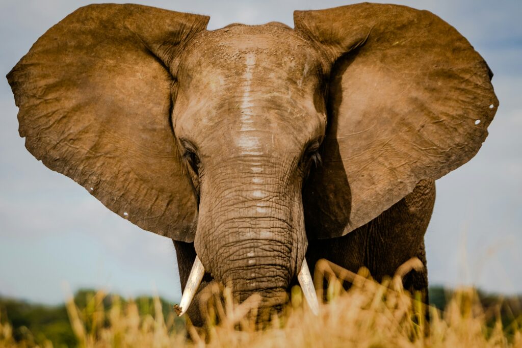 A large elephant takes up space with a full headshot.