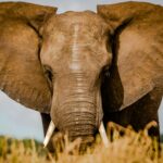 A large elephant takes up space with a full headshot.